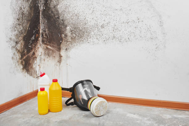 Best Emergency Mold Removal  in East Ithaca, NY