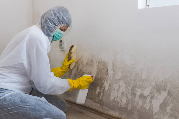 Best Attic Mold Removal  in East Ithaca, NY