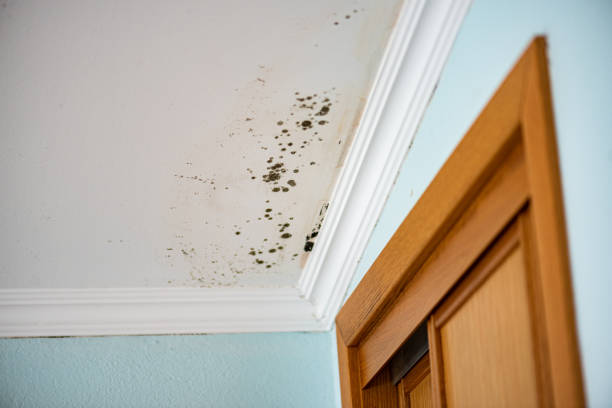Office Mold Removal Services in East Ithaca, NY