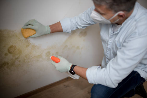 Best Best Mold Removal Companies  in East Ithaca, NY