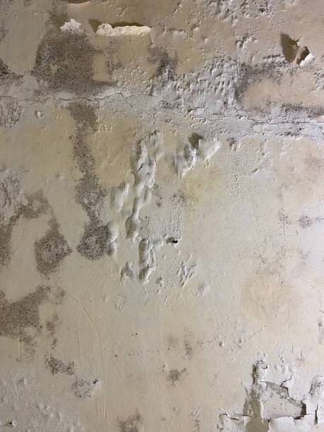 Best Black Mold Removal  in East Ithaca, NY