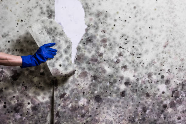 Best Local Mold Removal Service  in East Ithaca, NY