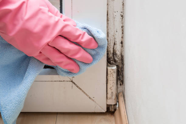 Best Mold Removal Near Me  in East Ithaca, NY