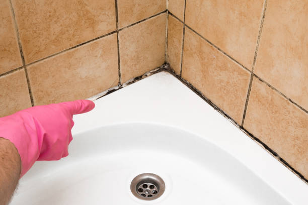 Best Affordable Mold Removal  in East Ithaca, NY